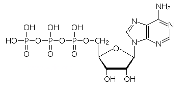 ATP(アデノシン三燐酸)