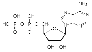 ADP(アデノシン二燐酸)