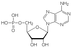 AMP(アデノシン一燐酸)
