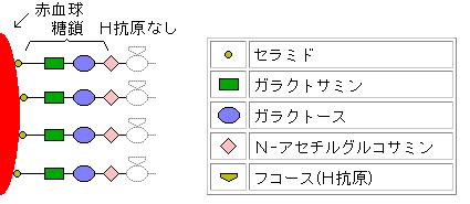 ボンベイ型 (1)