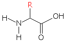 アミノ酸の基本構造