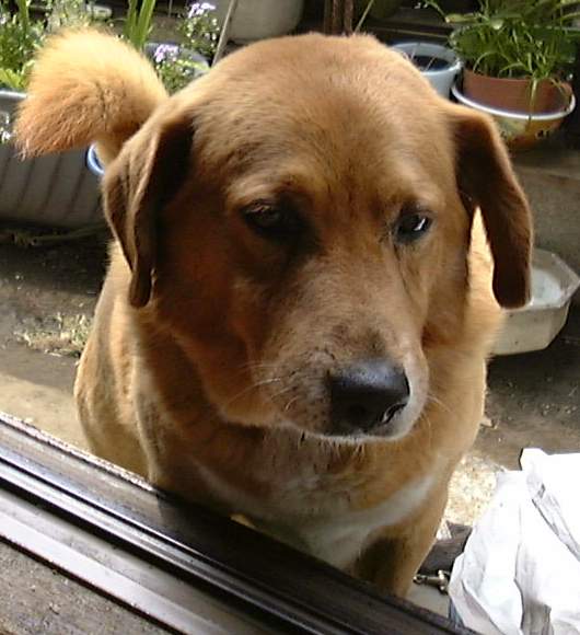 一般的な犬の例1