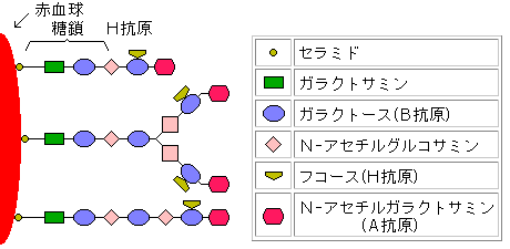 A1型の糖鎖〜抗原