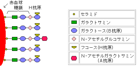 A2型の糖鎖〜抗原