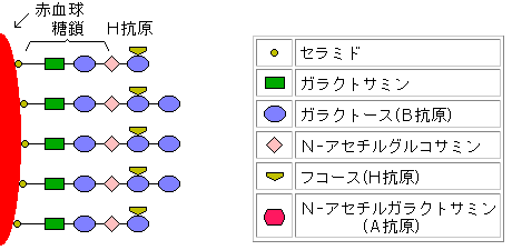 B型の糖鎖〜抗原