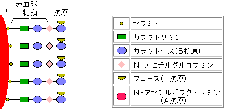 O型の糖鎖〜抗原