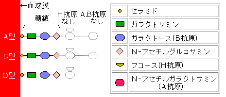 ボンベイ型 (2)