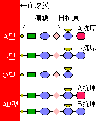 血球・糖鎖・抗原