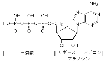 ATP