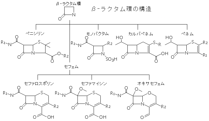 β-ラクタム環の構造