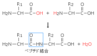 ペプチド結合(反応)