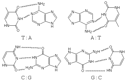 A:T, G:C