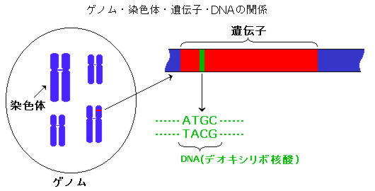 ゲノム・染色体・遺伝子・DNA