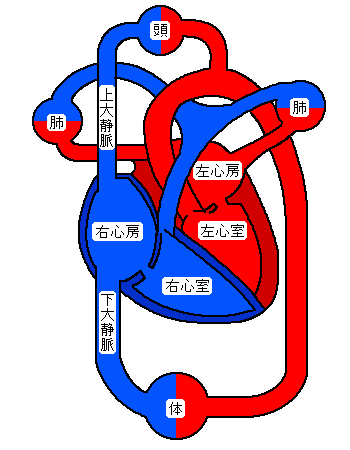 循環系模式図