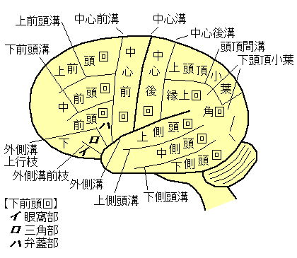 大脳皮質外側面