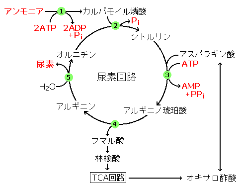 尿素回路