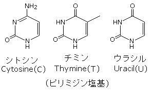 ピリミジン塩基