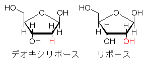 リボース&デオキシリボース