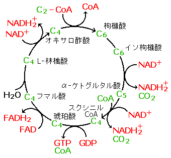 TCA回路