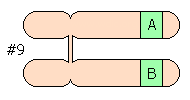 9番染色体 AB型